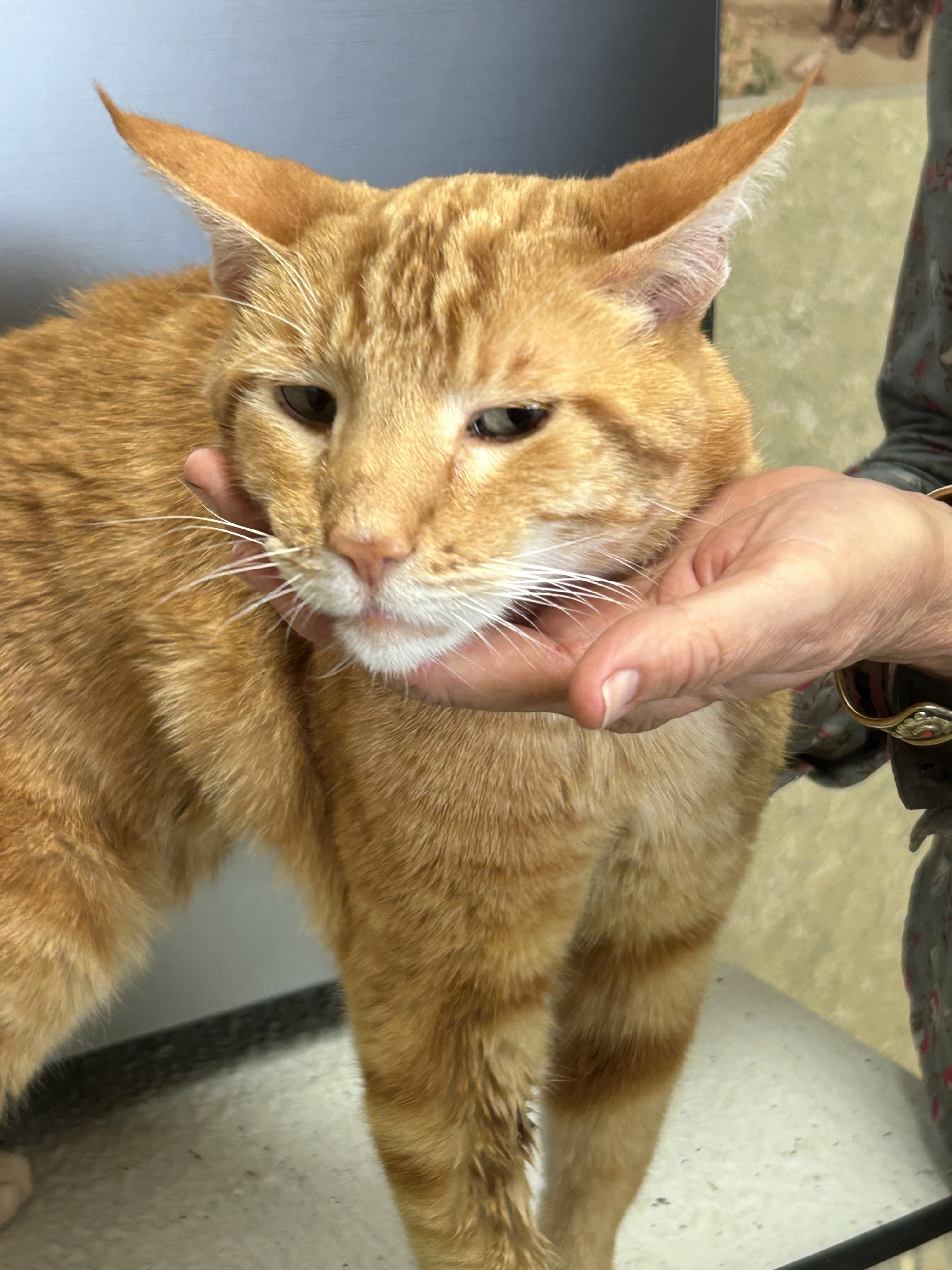 Alexander, an adoptable Domestic Medium Hair in Hardin, MT, 59034 | Photo Image 4