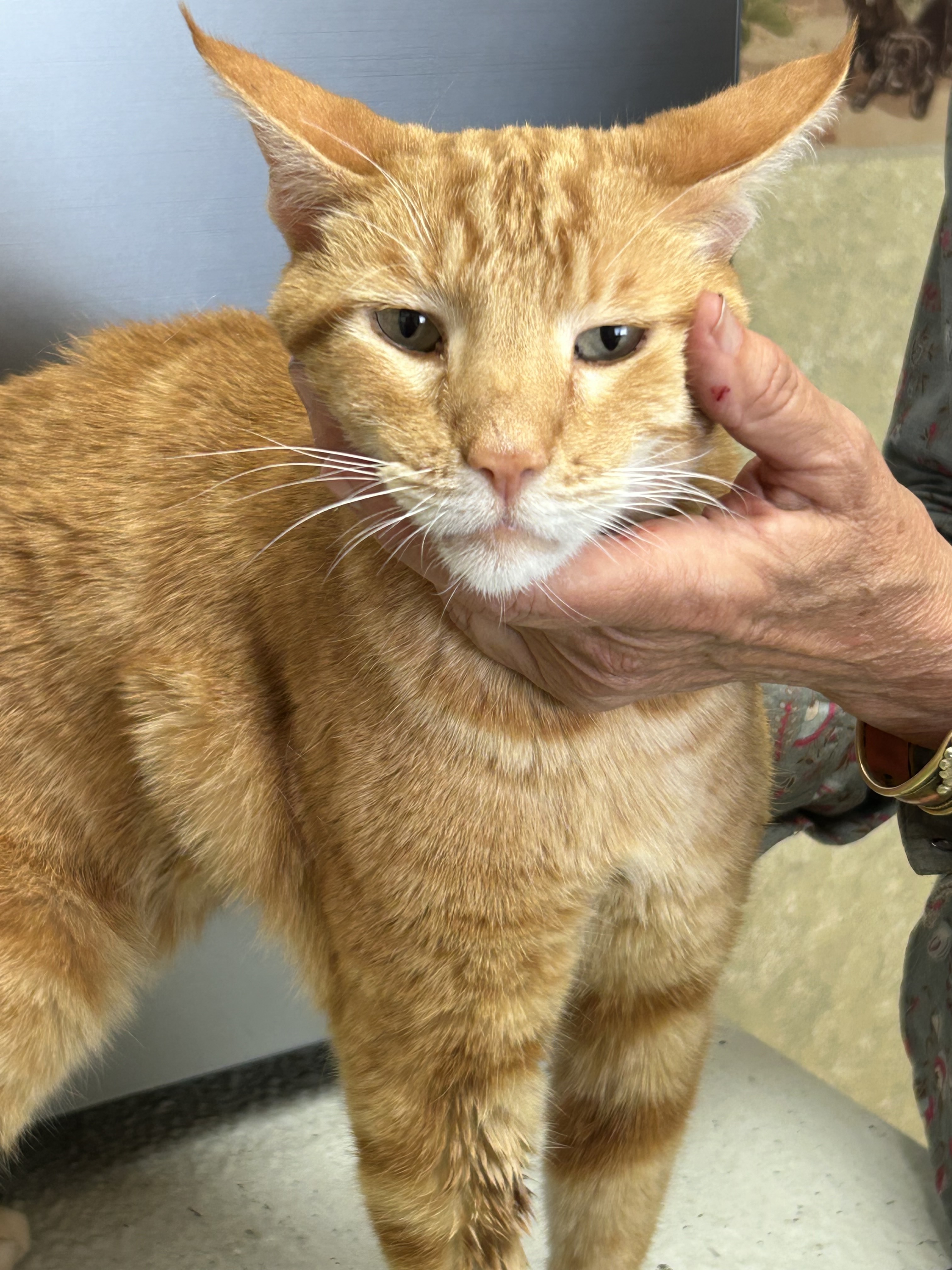 Alexander, an adoptable Domestic Medium Hair in Hardin, MT, 59034 | Photo Image 5