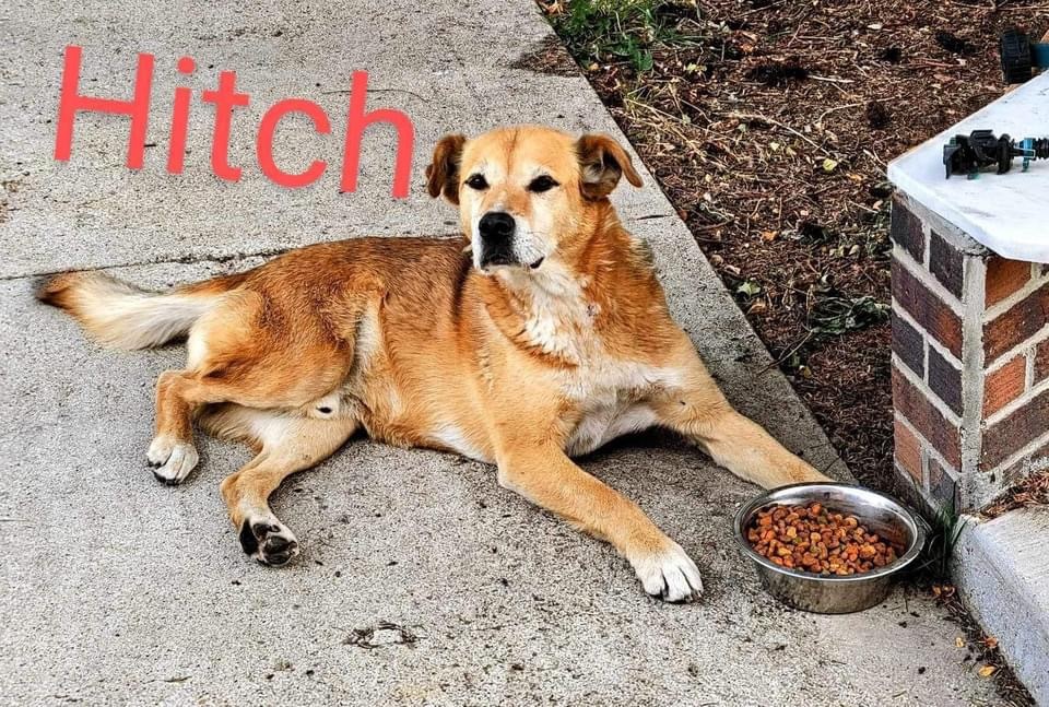 Hitch, an adoptable Australian Cattle Dog / Blue Heeler in Hardin, MT, 59034 | Photo Image 1