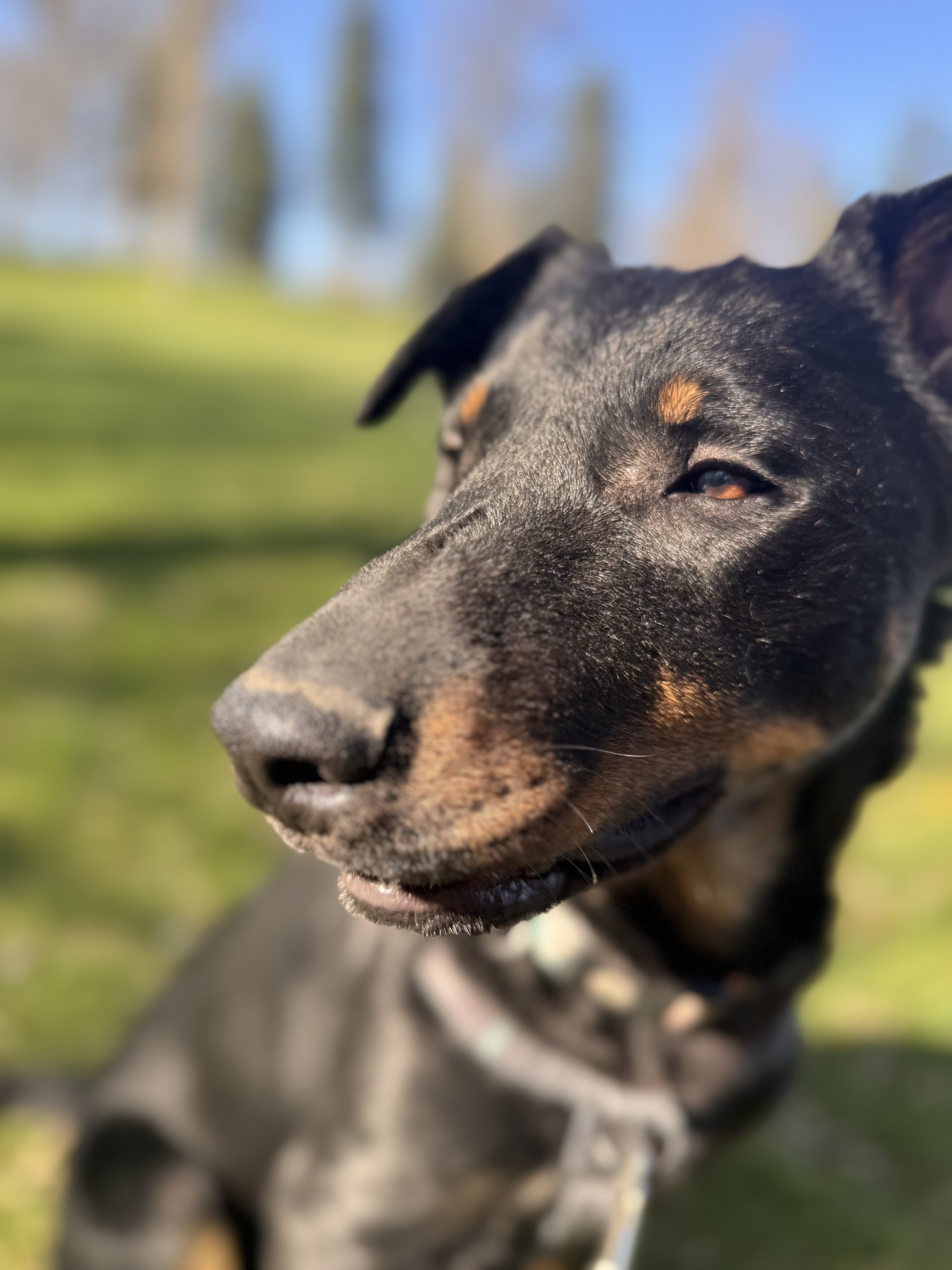 Baron, an adoptable German Shepherd Dog, German Pinscher in Hardin, MT, 59034 | Photo Image 2