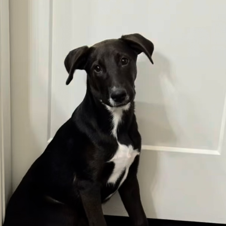 Cheesey, an adoptable Australian Cattle Dog / Blue Heeler in Hardin, MT, 59034 | Photo Image 1