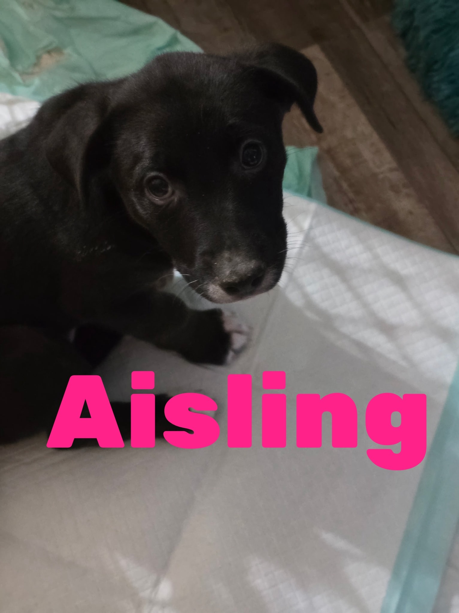 Hope litter-Aisling, an adoptable Australian Cattle Dog / Blue Heeler in Hardin, MT, 59034 | Photo Image 2