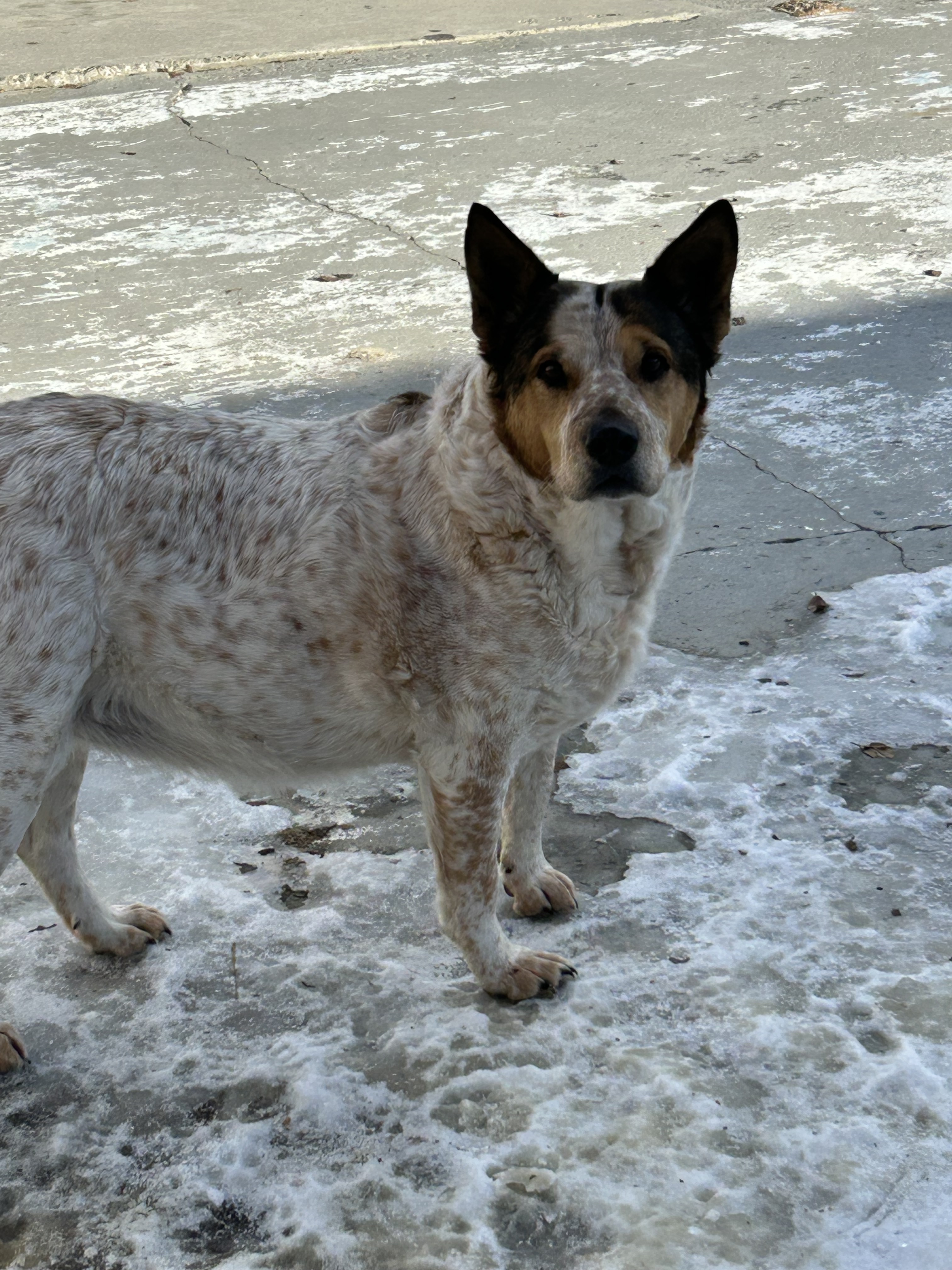 Barbie, an adoptable Australian Cattle Dog / Blue Heeler in Hardin, MT, 59034 | Photo Image 1