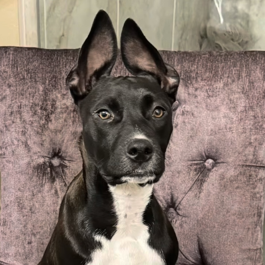 Hope litter-Zaya, an adoptable Australian Cattle Dog / Blue Heeler in Hardin, MT, 59034 | Photo Image 1
