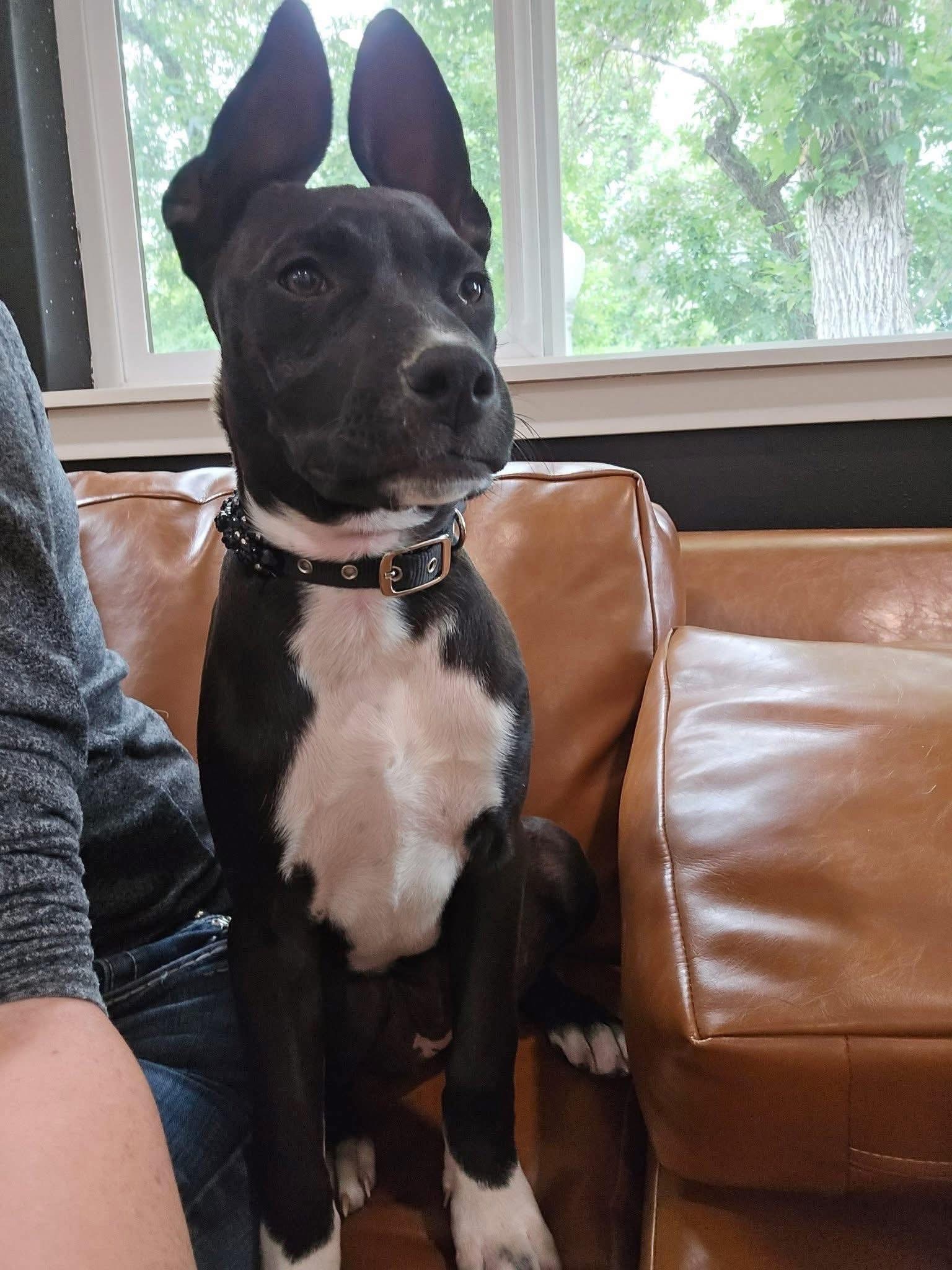 Mollie, an adoptable Australian Cattle Dog / Blue Heeler in Hardin, MT, 59034 | Photo Image 2