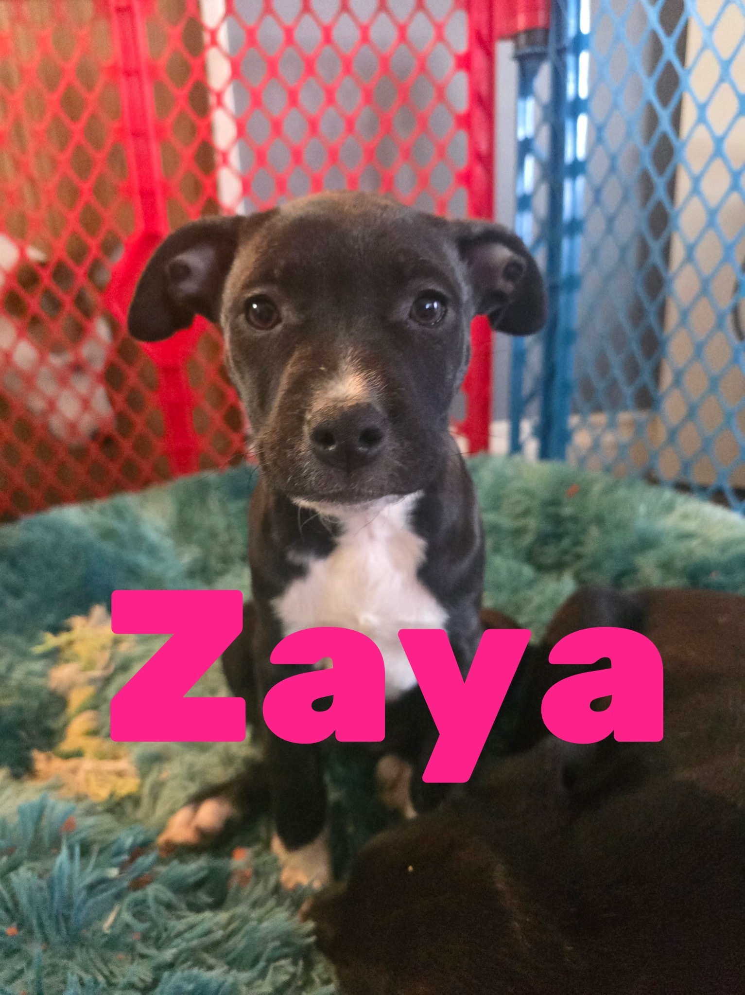 Hope litter-Zaya, an adoptable Australian Cattle Dog / Blue Heeler in Hardin, MT, 59034 | Photo Image 3