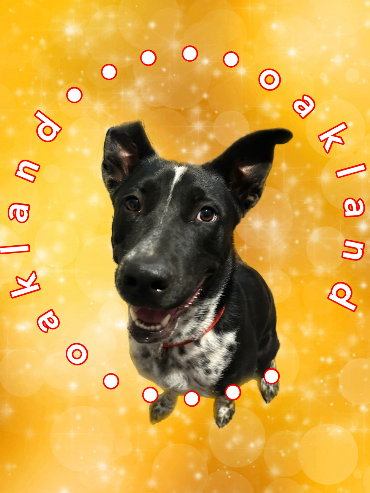 Oakland, an adoptable Australian Cattle Dog / Blue Heeler in Hardin, MT, 59034 | Photo Image 1