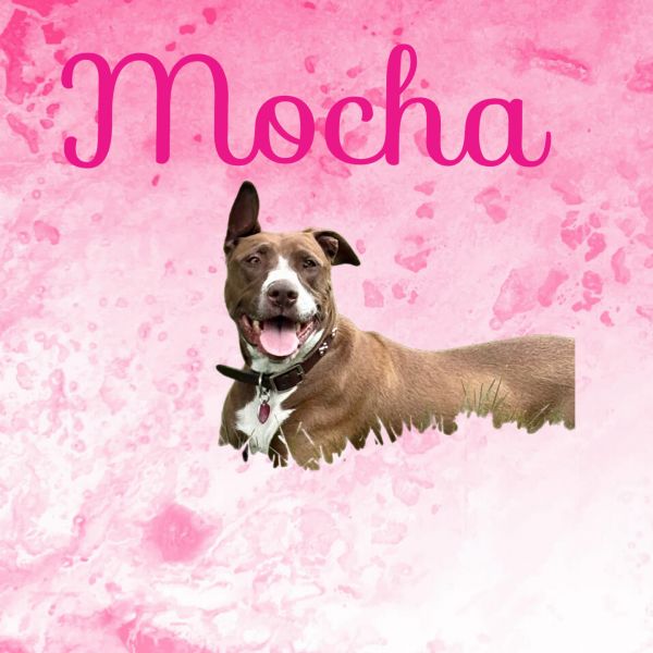 Mocha thumbnail 4