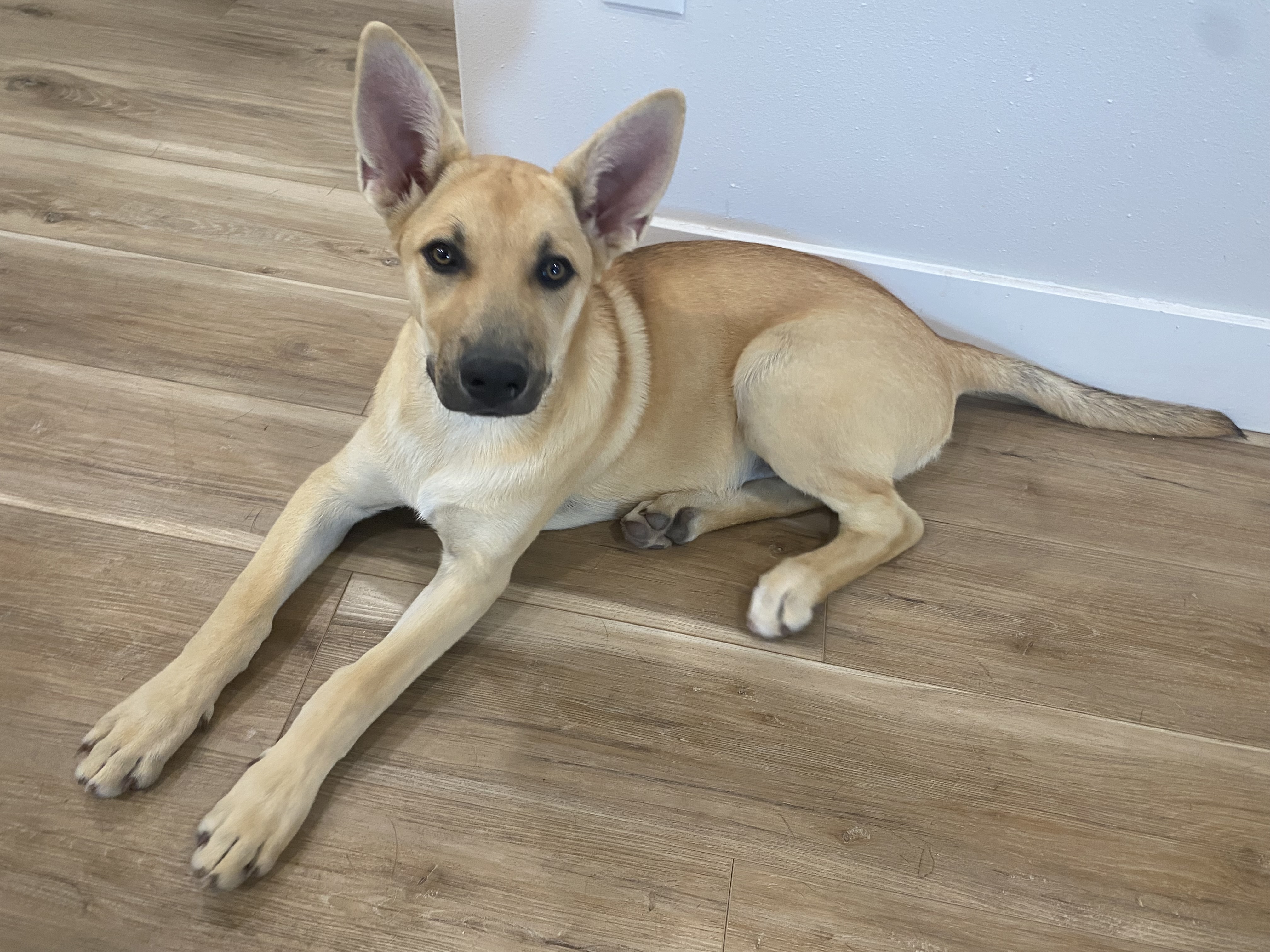 Seinfeld- Estelle, an adoptable Husky, German Shepherd Dog in Hardin, MT, 59034 | Photo Image 1