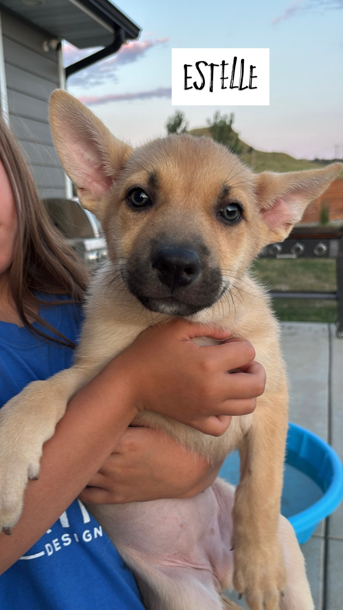 Seinfeld- Estelle, an adoptable Husky, German Shepherd Dog in Hardin, MT, 59034 | Photo Image 2