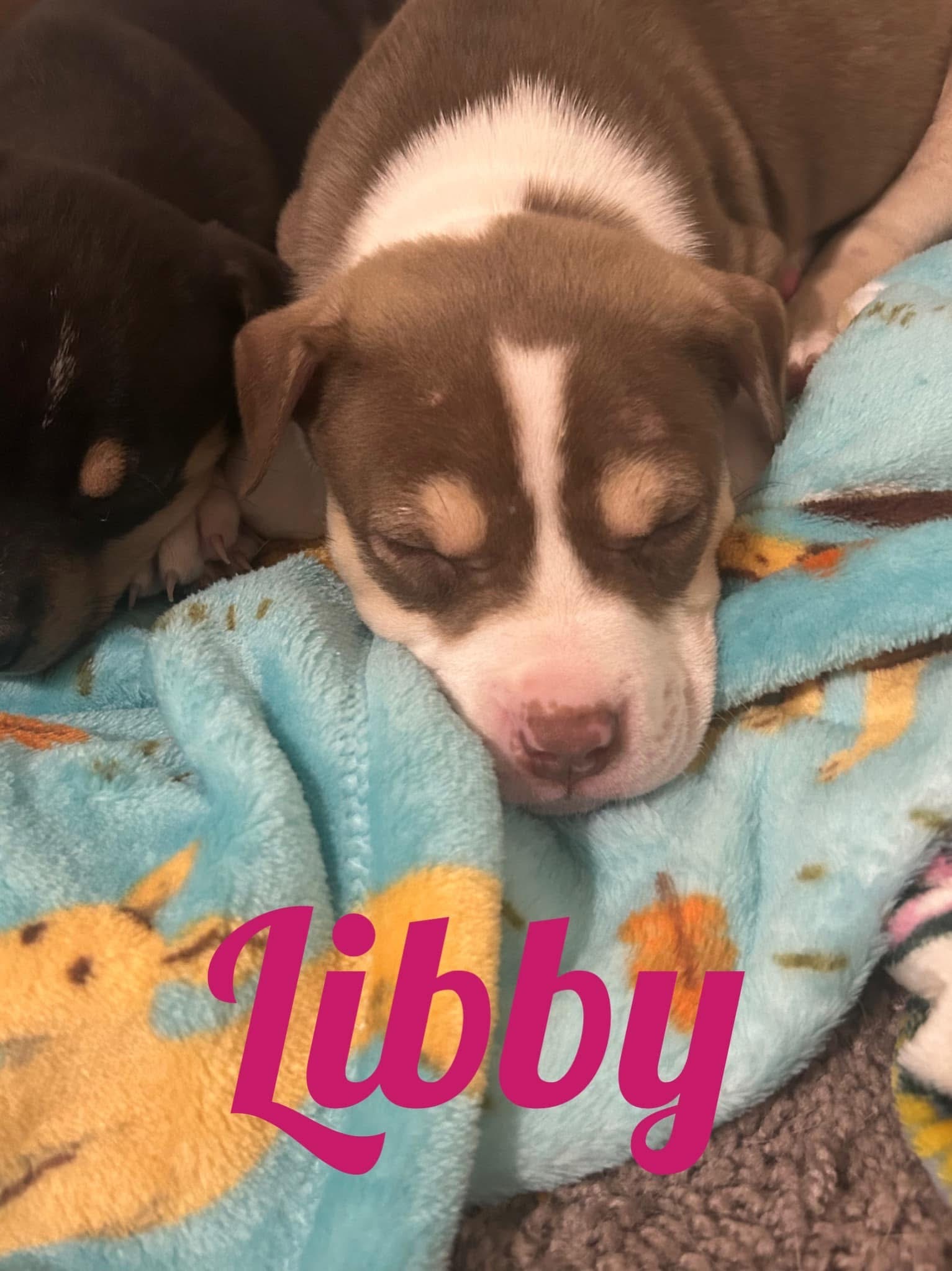 Montana Libby, an adoptable Australian Kelpie in Hardin, MT, 59034 | Photo Image 4