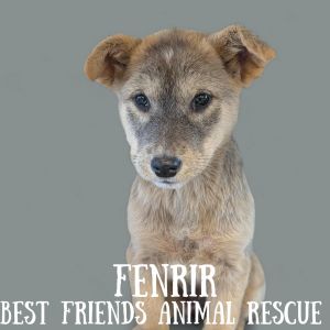 Fenrir