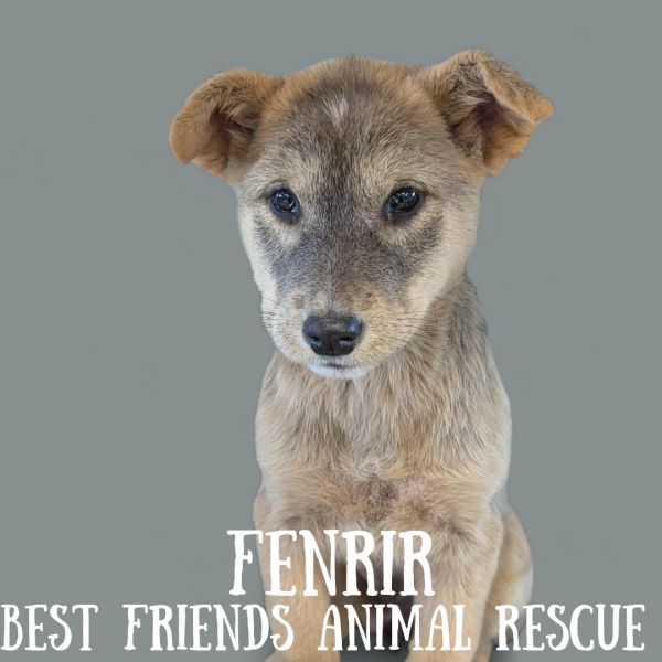 Fenrir