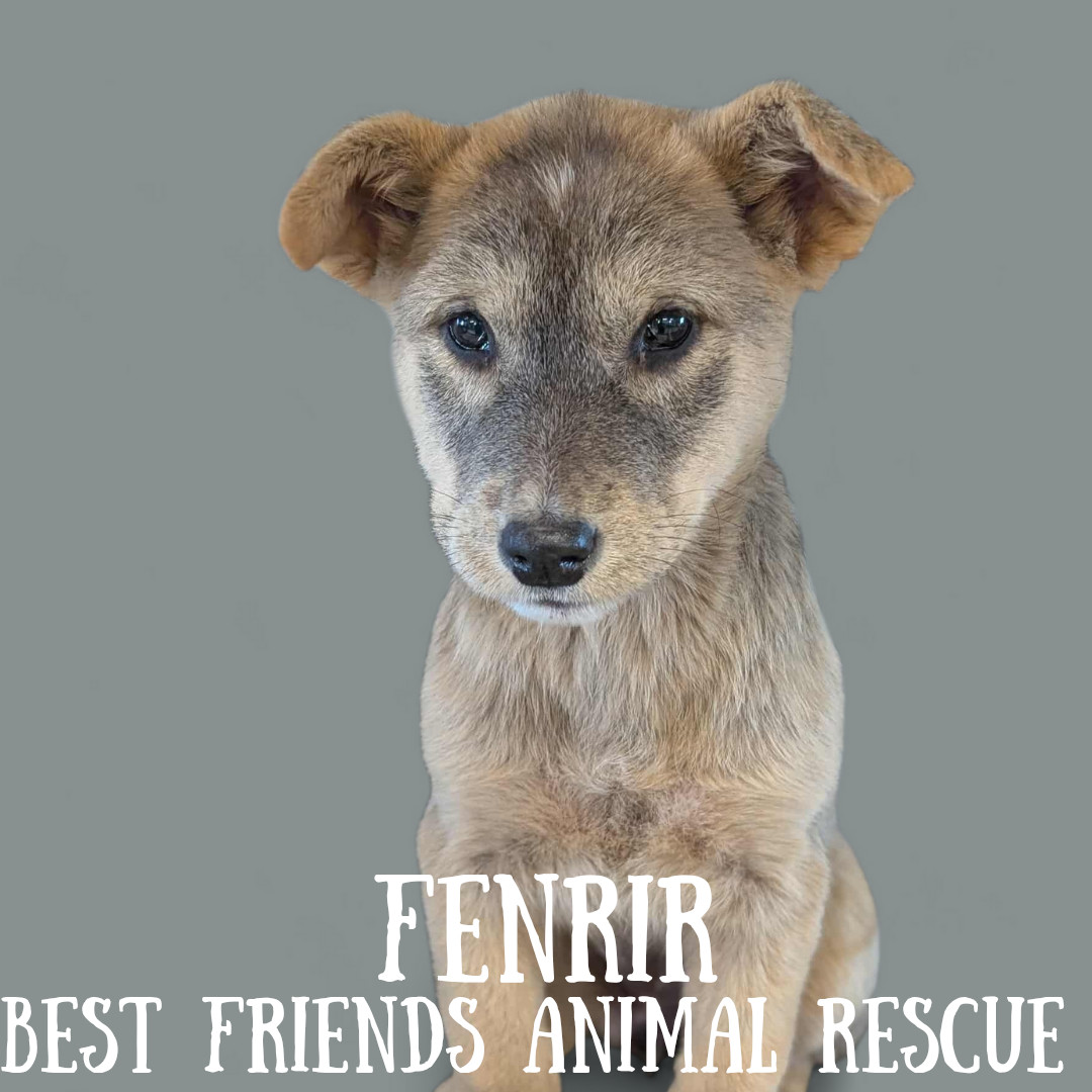 Fenrir
