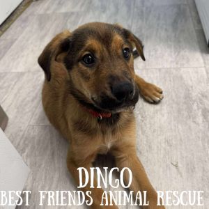 Dingo