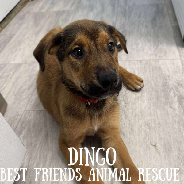 Dingo