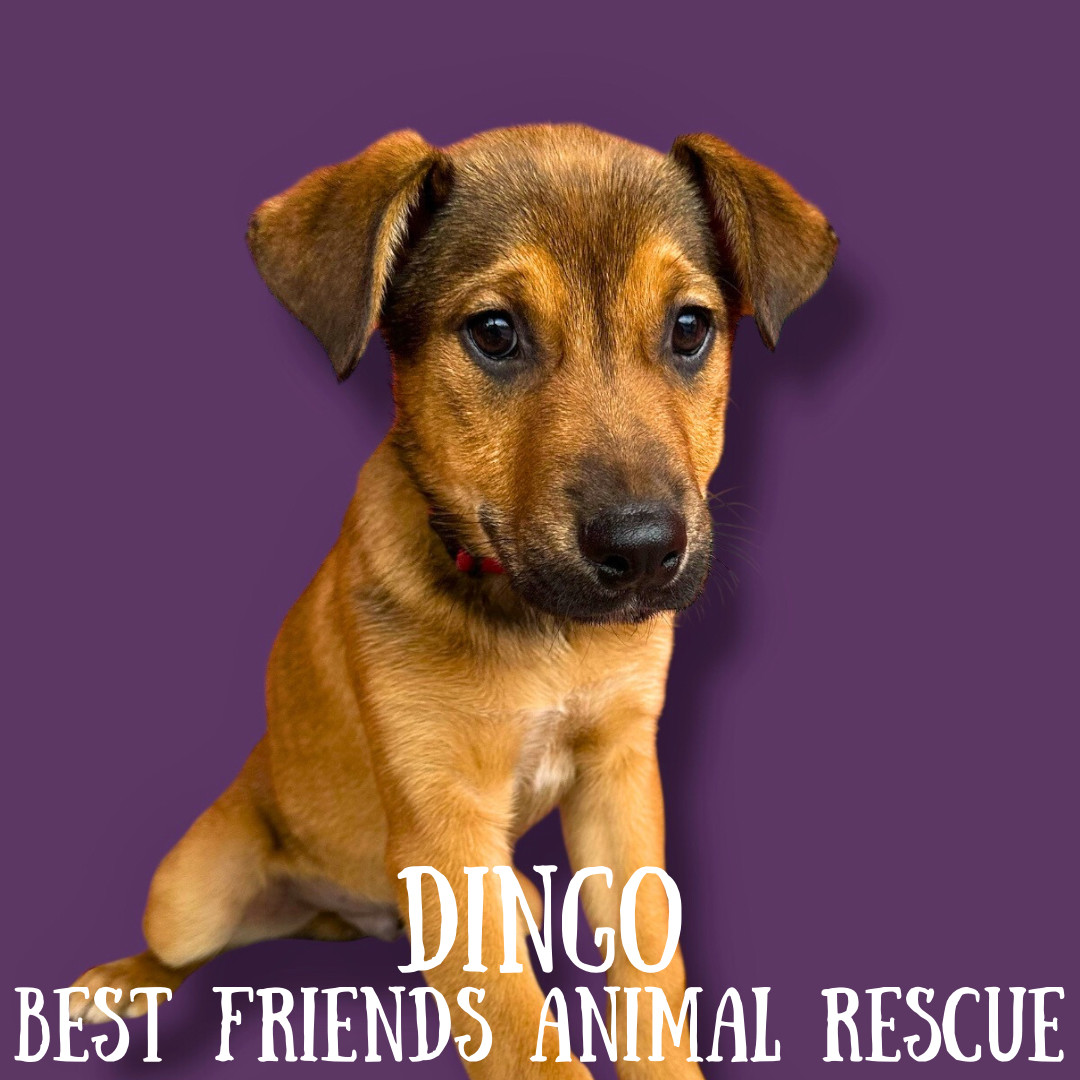 Dingo