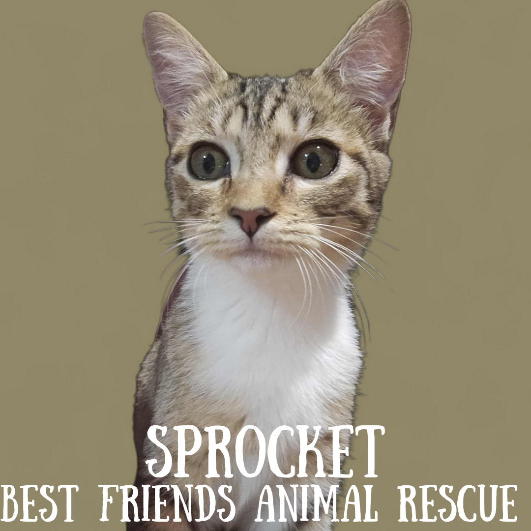 Sprocket