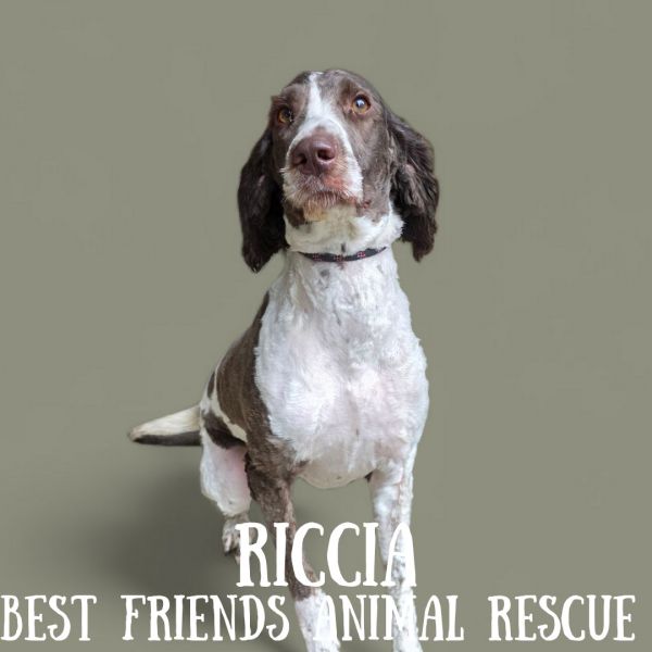 Riccia