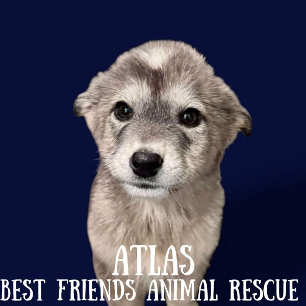Atlas