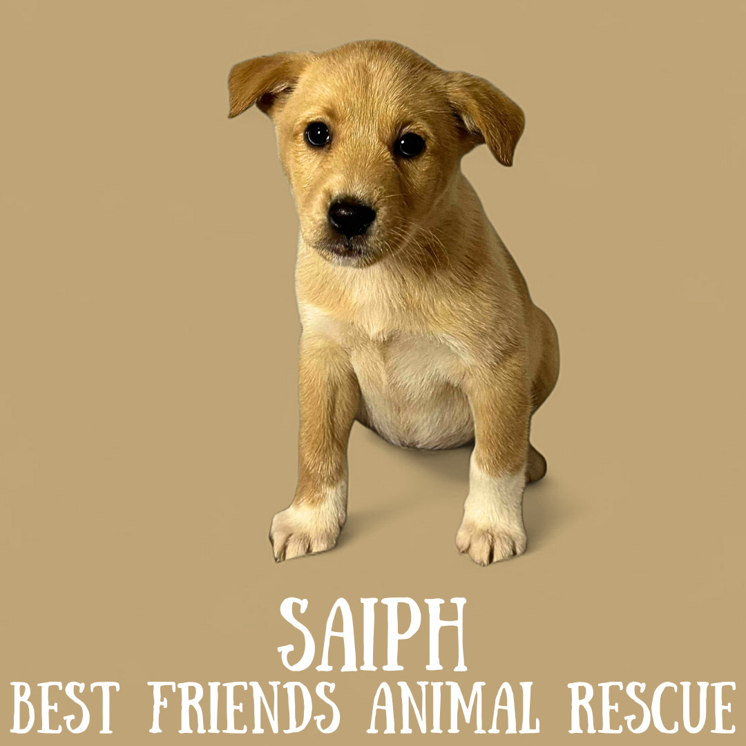 Saiph, an adoptable Husky, Labrador Retriever in Wasilla, AK, 99654 | Photo Image 1