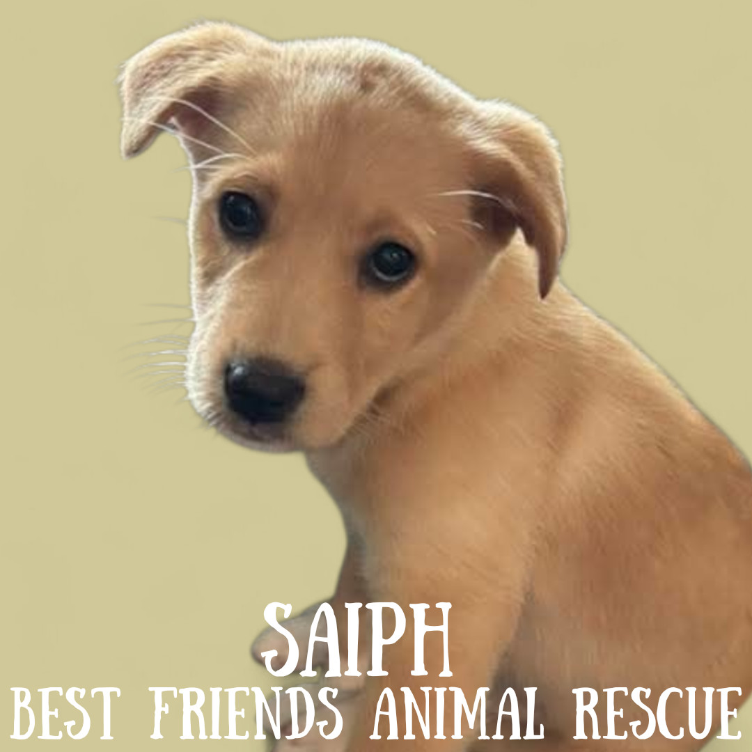Saiph, an adoptable Husky, Labrador Retriever in Wasilla, AK, 99654 | Photo Image 2