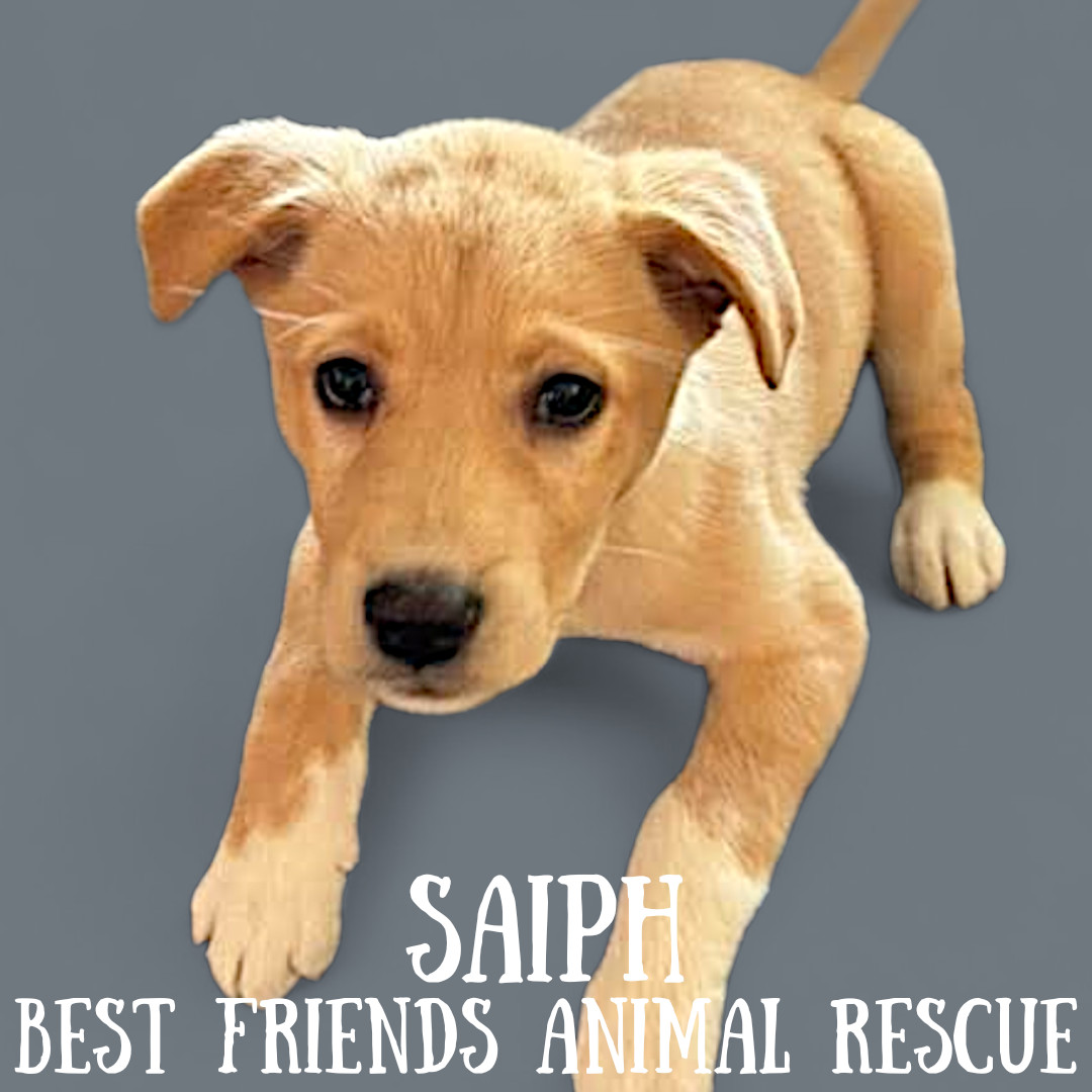 Saiph, an adoptable Husky, Labrador Retriever in Wasilla, AK, 99654 | Photo Image 3