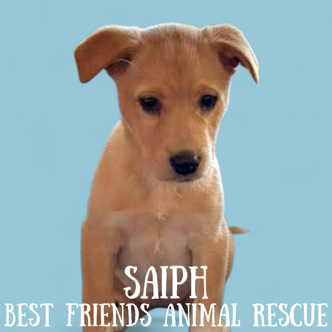 Saiph, an adoptable Husky, Labrador Retriever in Wasilla, AK, 99654 | Photo Image 4