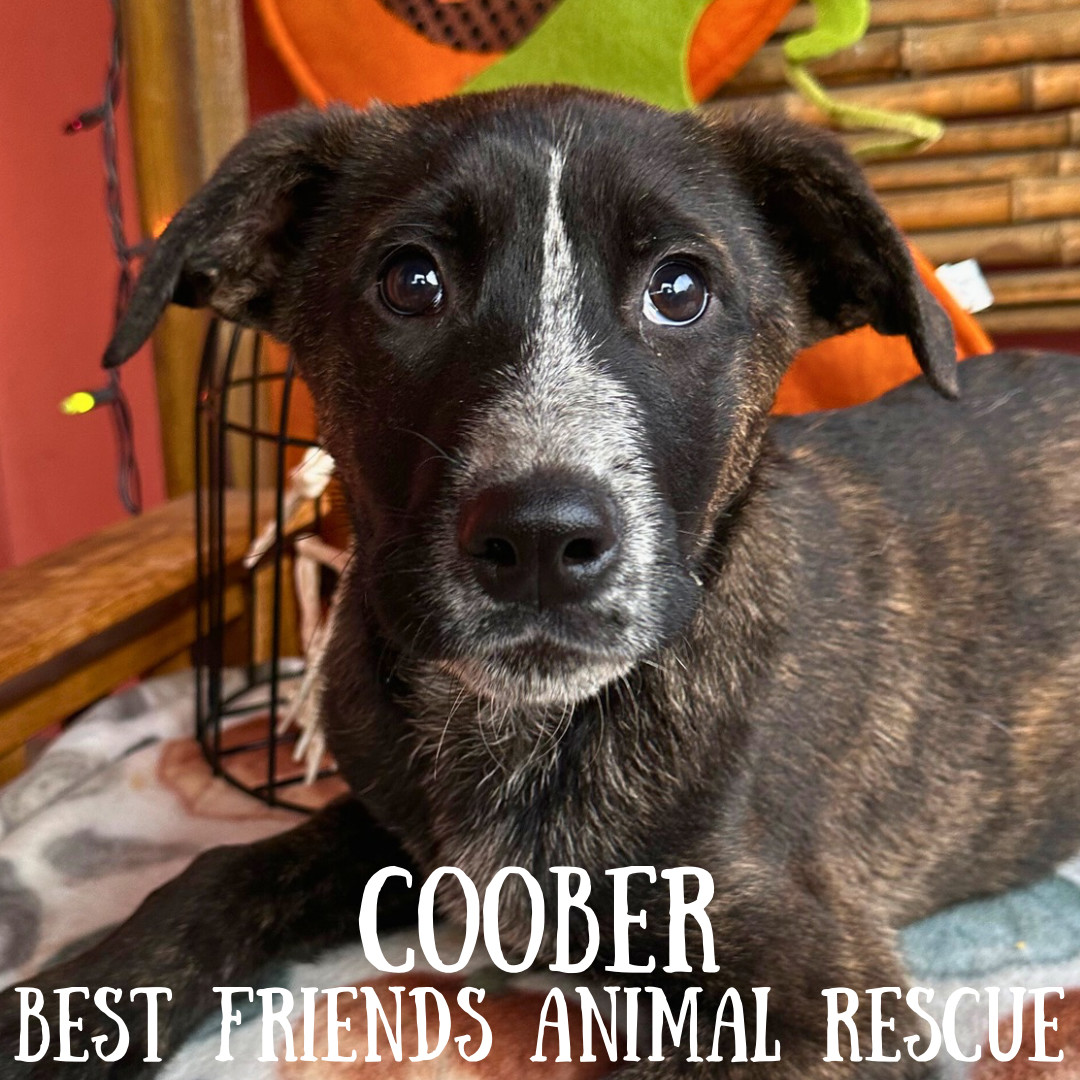 Coober, an adoptable Australian Cattle Dog / Blue Heeler, German Shepherd Dog in Wasilla, AK, 99654 | Photo Image 1