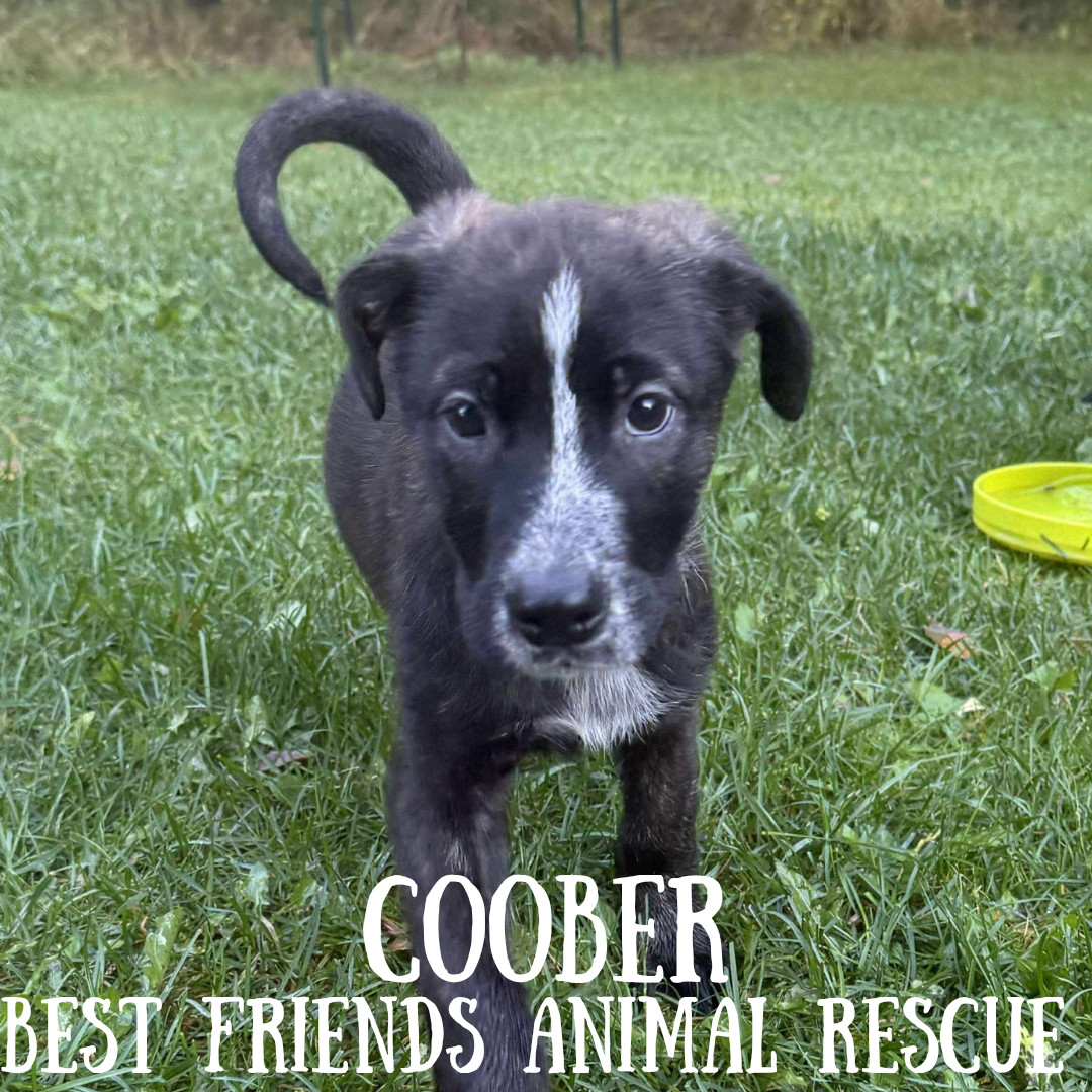 Coober, an adoptable Australian Cattle Dog / Blue Heeler, German Shepherd Dog in Wasilla, AK, 99654 | Photo Image 2