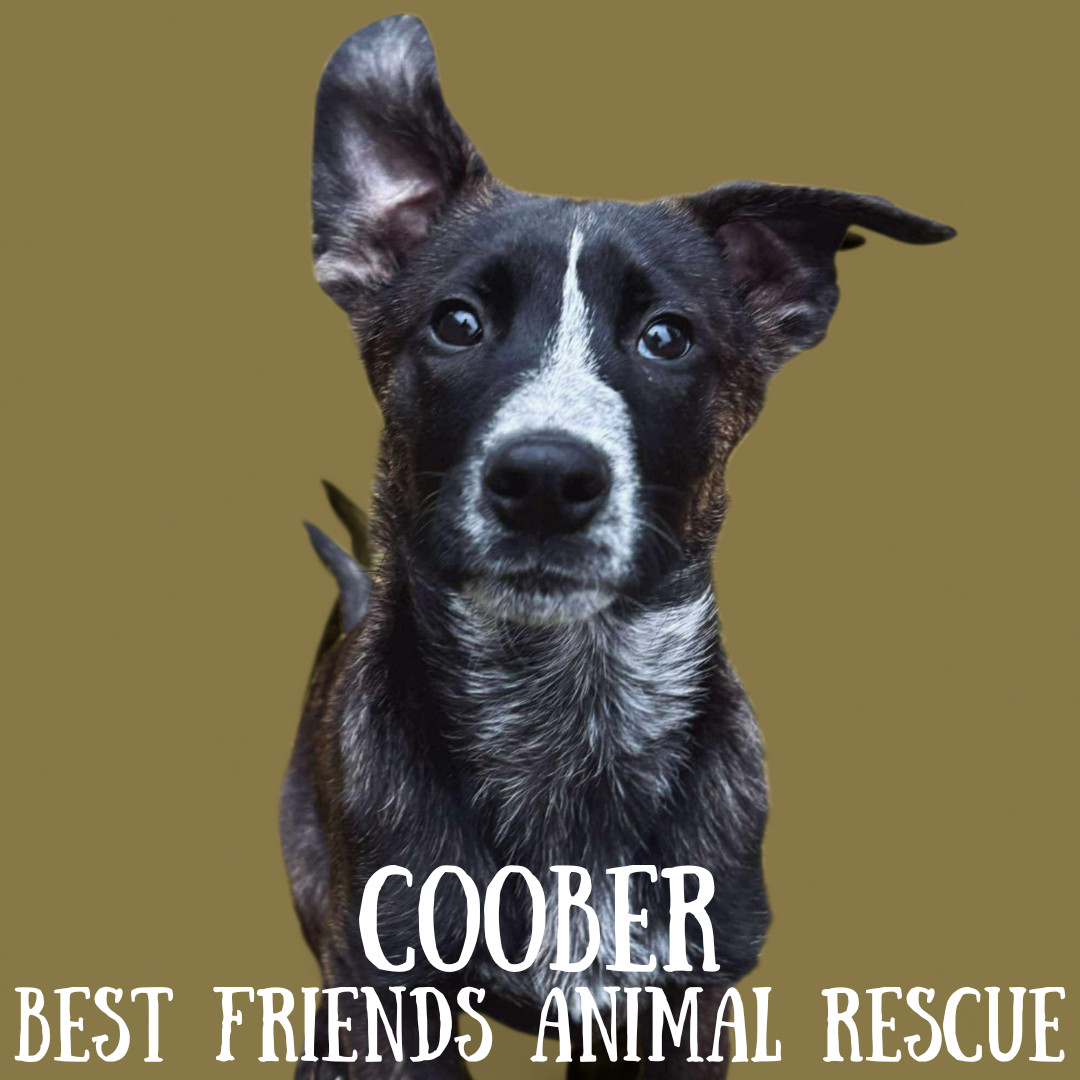 Coober, an adoptable Australian Cattle Dog / Blue Heeler, German Shepherd Dog in Wasilla, AK, 99654 | Photo Image 3