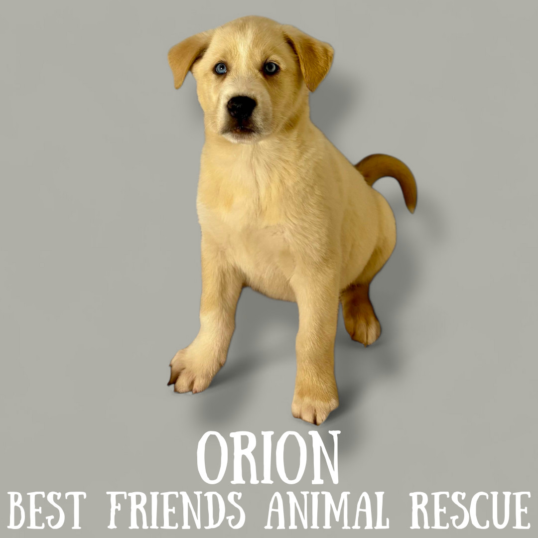 Orion