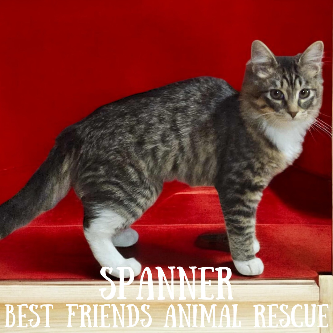 Spanner, an adoptable Domestic Medium Hair in Wasilla, AK, 99654 | Photo Image 1