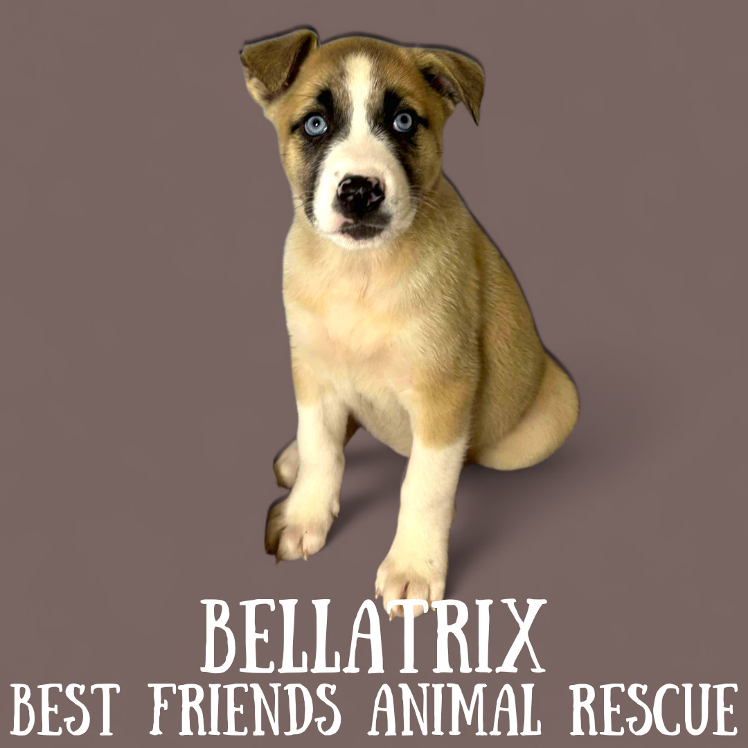 Bellatrix