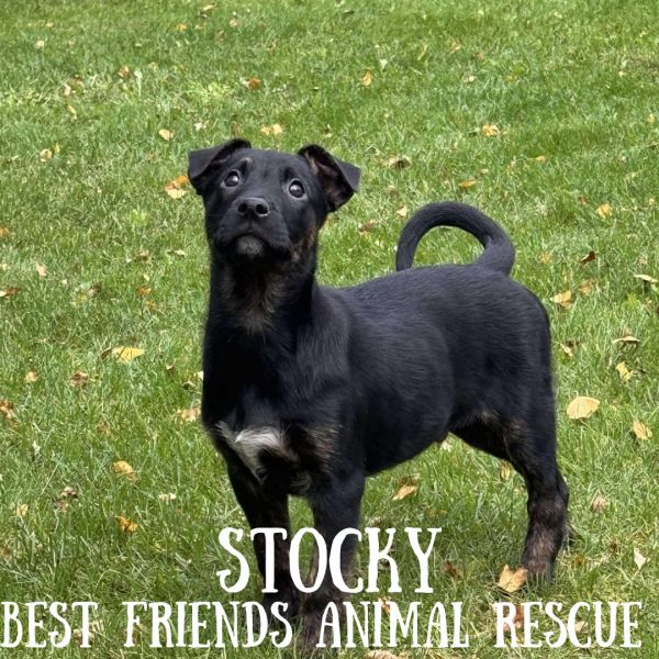 Stocky