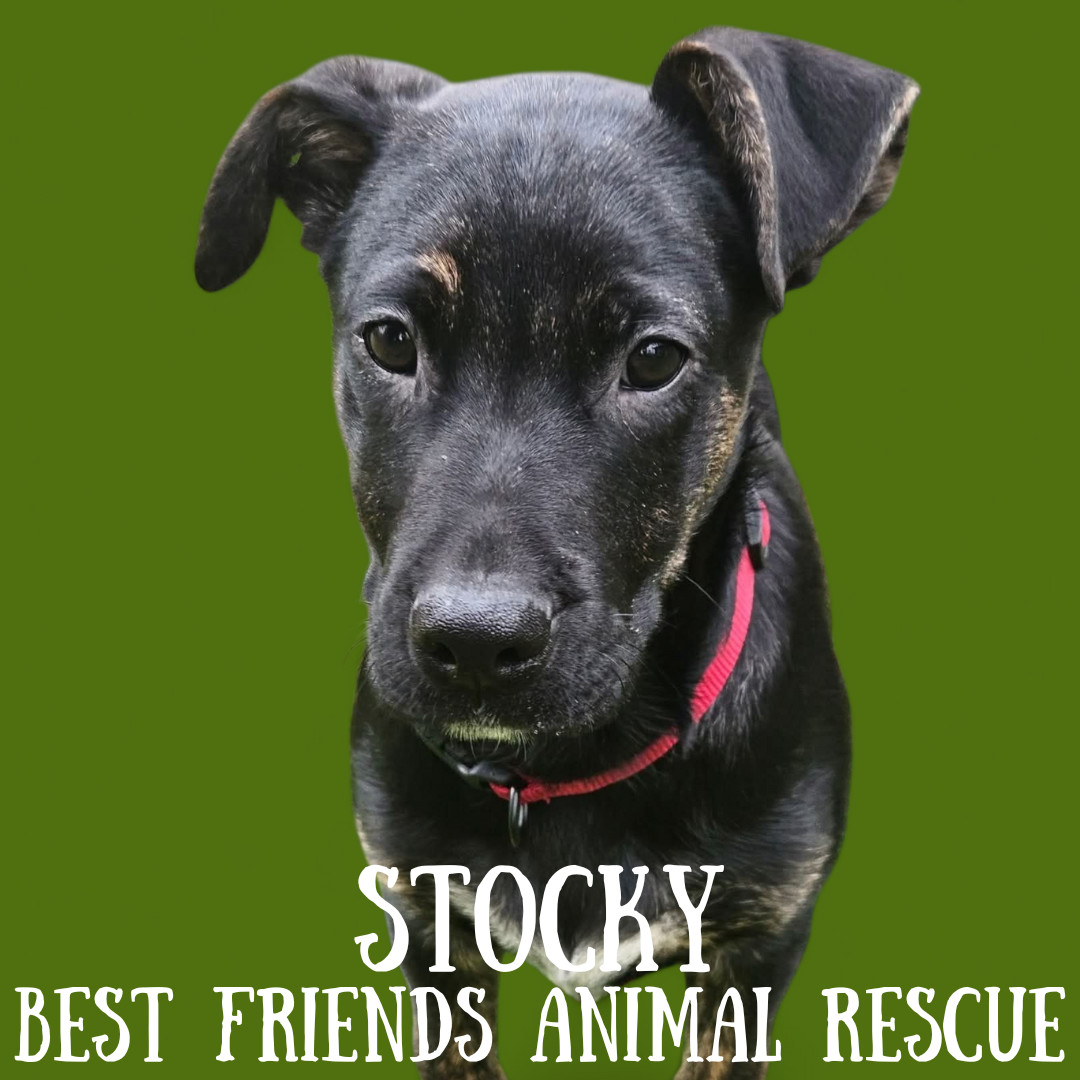 Stocky, an adoptable Australian Cattle Dog / Blue Heeler, German Shepherd Dog in Wasilla, AK, 99654 | Photo Image 3