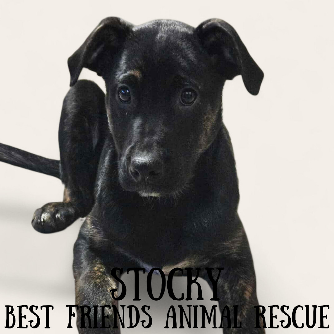 Stocky, an adoptable Australian Cattle Dog / Blue Heeler, German Shepherd Dog in Wasilla, AK, 99654 | Photo Image 4