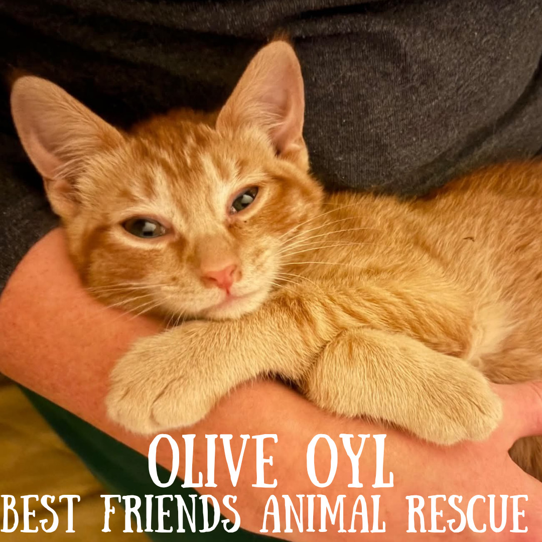 Olive Oyl, an adoptable Domestic Short Hair in Wasilla, AK, 99654 | Photo Image 2