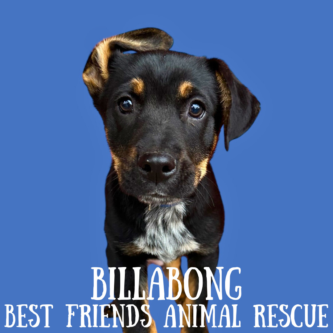 Billabong