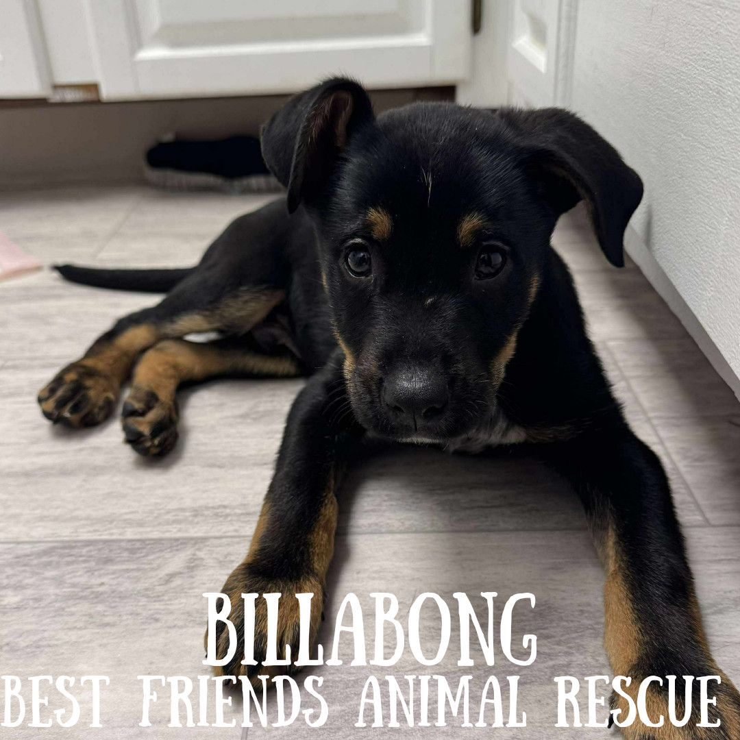 Billabong, an adoptable Australian Cattle Dog / Blue Heeler, German Shepherd Dog in Wasilla, AK, 99654 | Photo Image 2