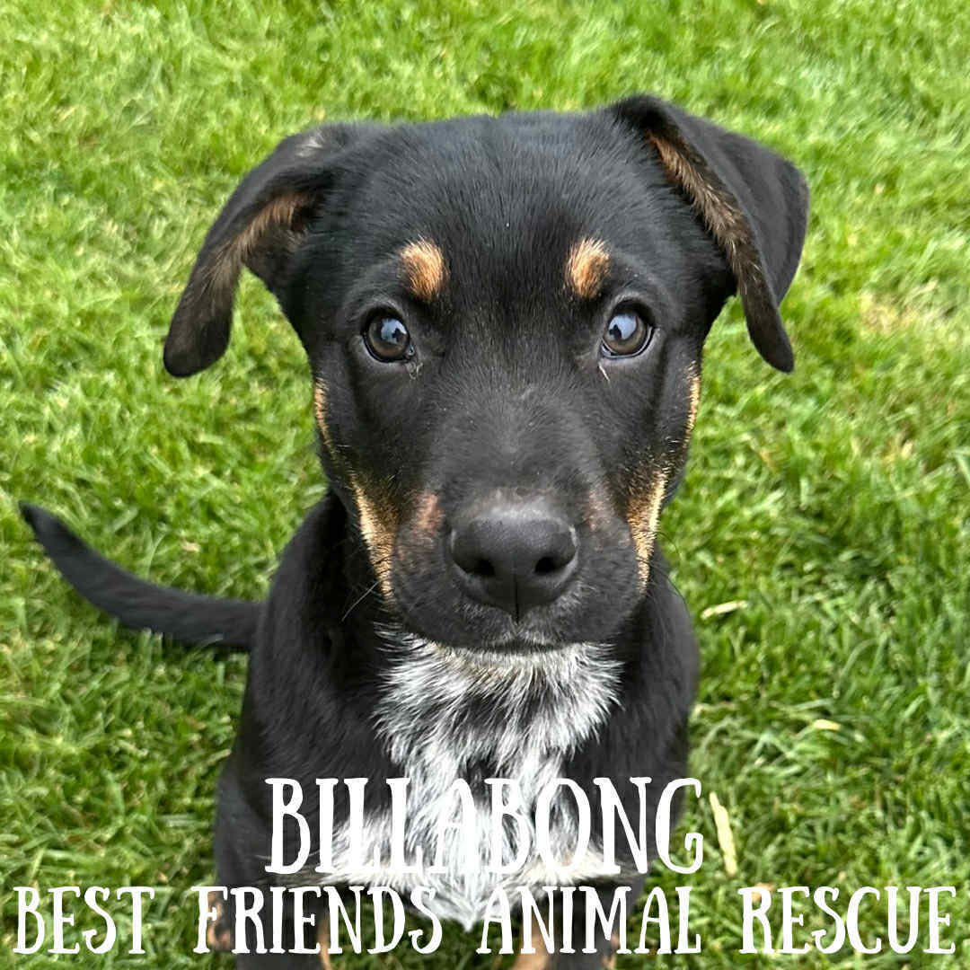 Billabong, an adoptable Australian Cattle Dog / Blue Heeler, German Shepherd Dog in Wasilla, AK, 99654 | Photo Image 4