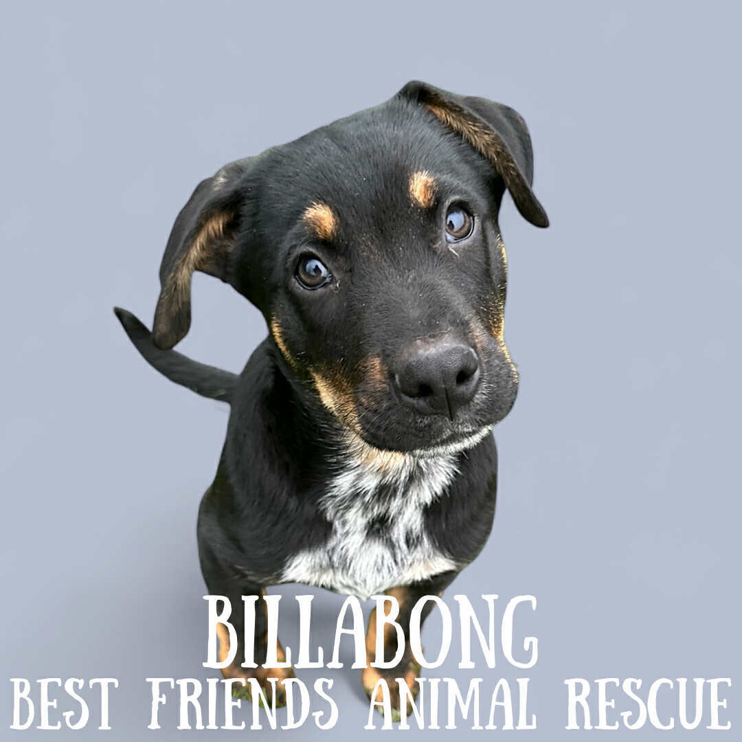 Billabong, an adoptable Australian Cattle Dog / Blue Heeler, German Shepherd Dog in Wasilla, AK, 99654 | Photo Image 6