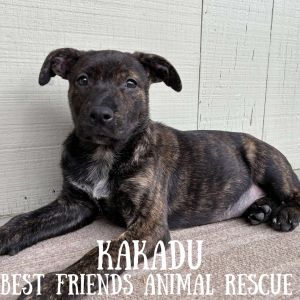 Kakadu