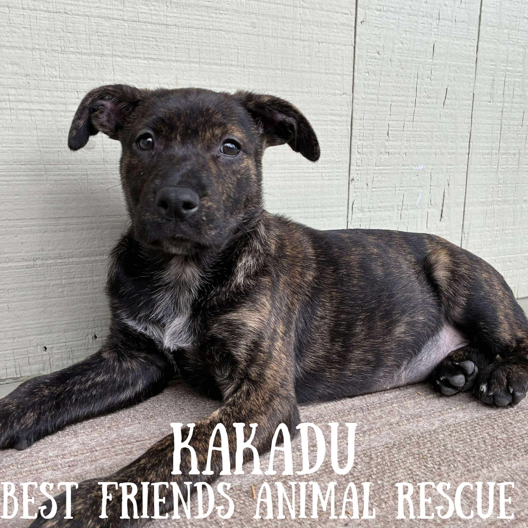 Kakadu, an adoptable Australian Cattle Dog / Blue Heeler, German Shepherd Dog in Wasilla, AK, 99654 | Photo Image 1