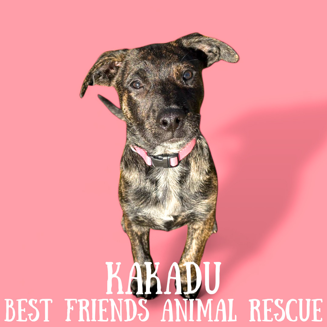 Kakadu