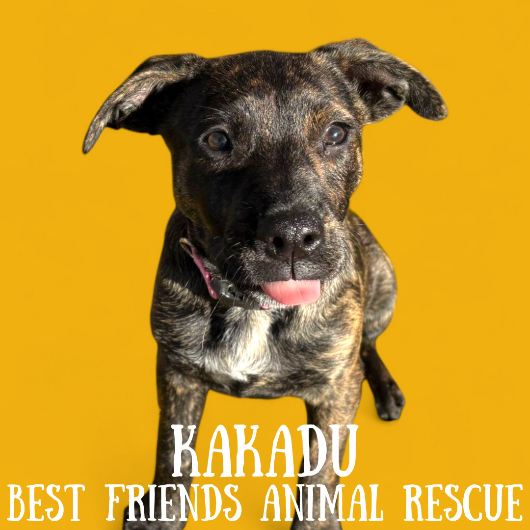 Kakadu, an adoptable Australian Cattle Dog / Blue Heeler, German Shepherd Dog in Wasilla, AK, 99654 | Photo Image 3