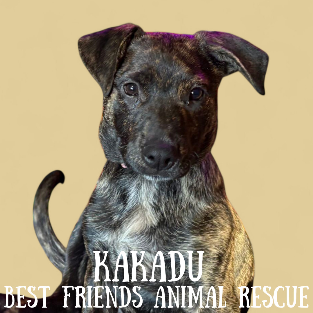 Kakadu, an adoptable Australian Cattle Dog / Blue Heeler, German Shepherd Dog in Wasilla, AK, 99654 | Photo Image 4