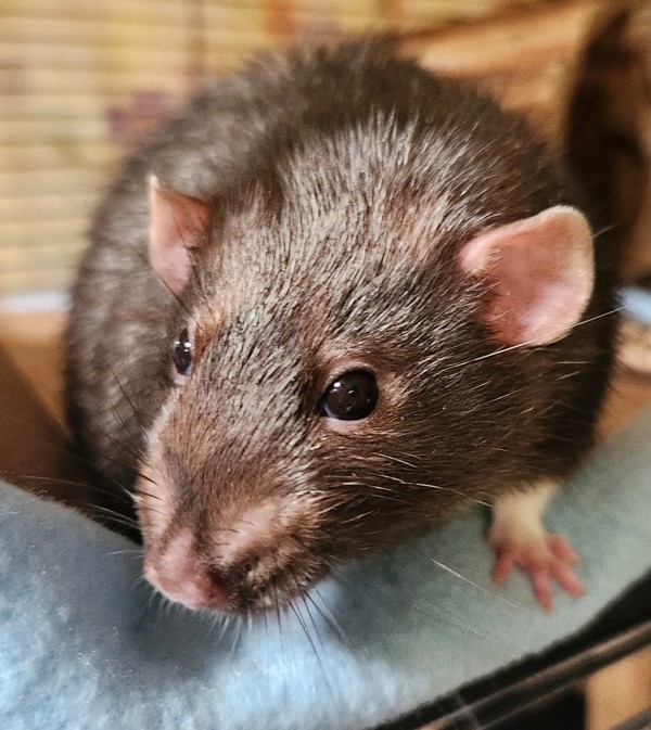 Remmy