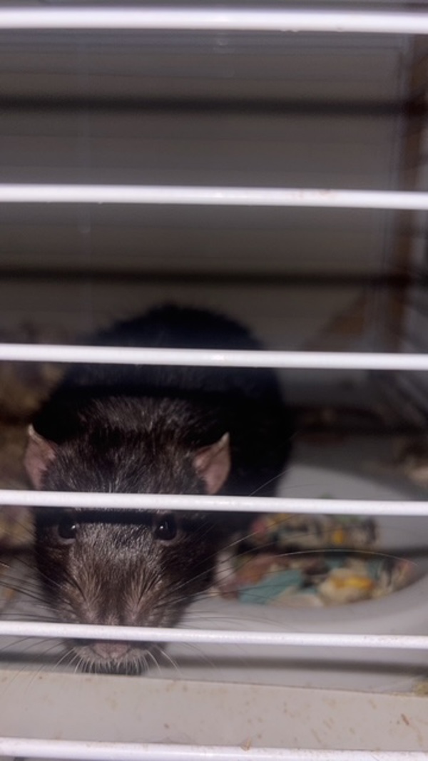Remmy