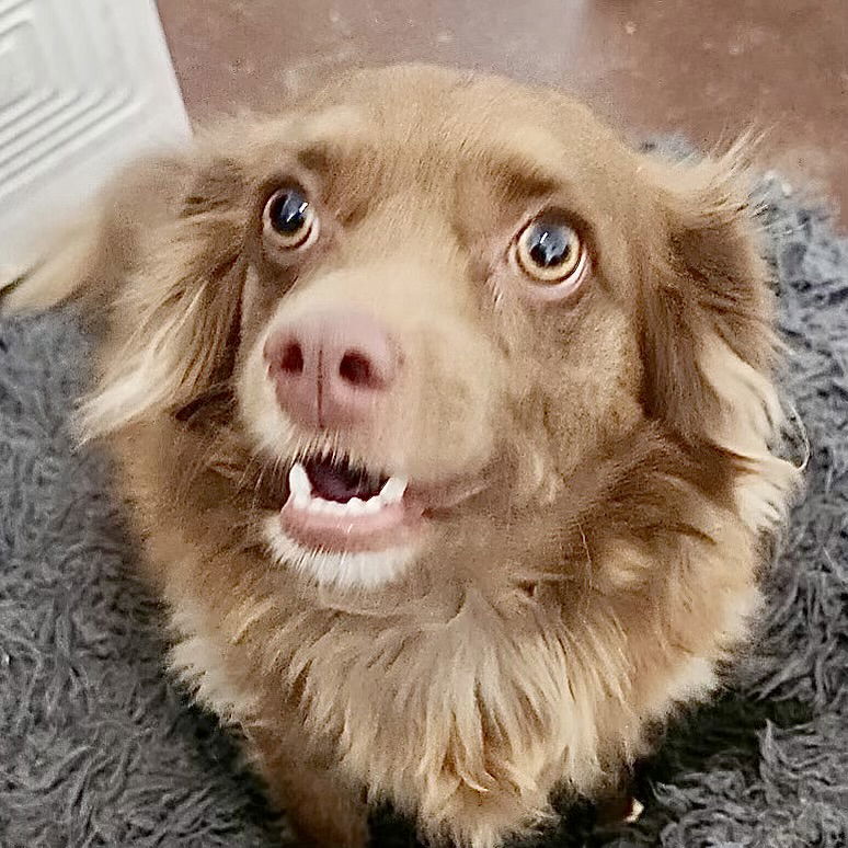 Rex